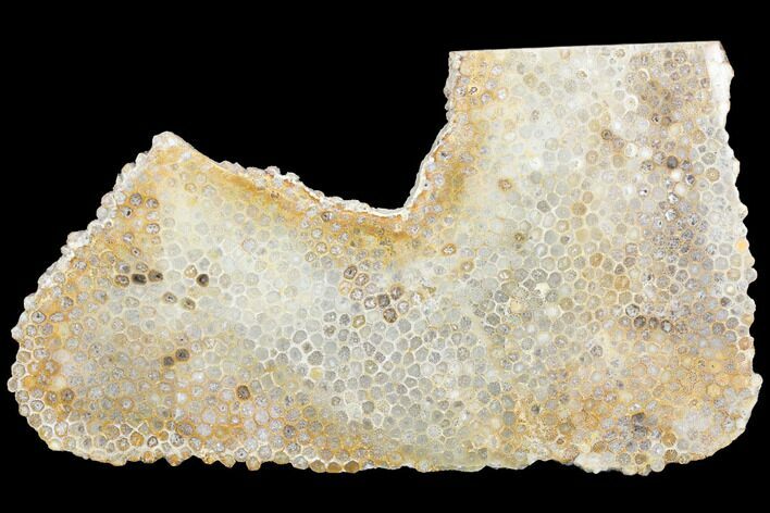 Polished, Fossil Coral Slab - Indonesia #121874